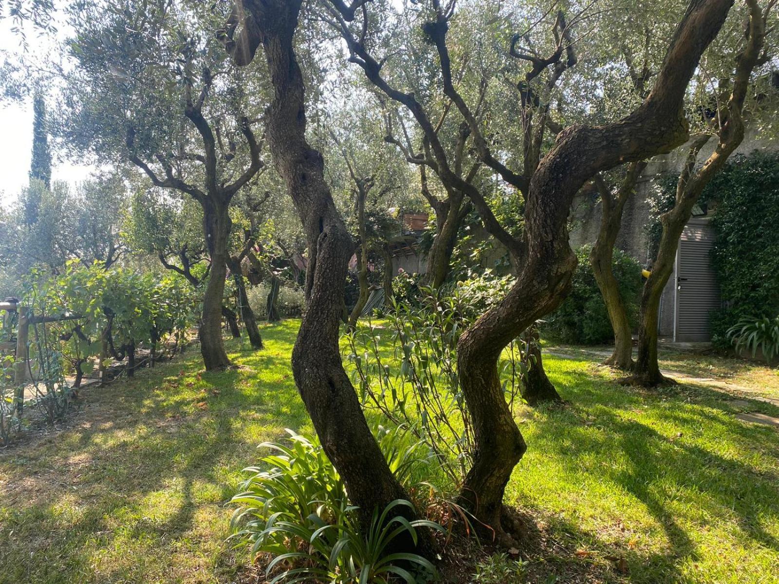 La Sosta Al Bagolaro Lejlighed Rapallo Eksteriør billede